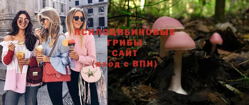 где найти   Бугульма  Псилоцибиновые грибы Psilocybe 